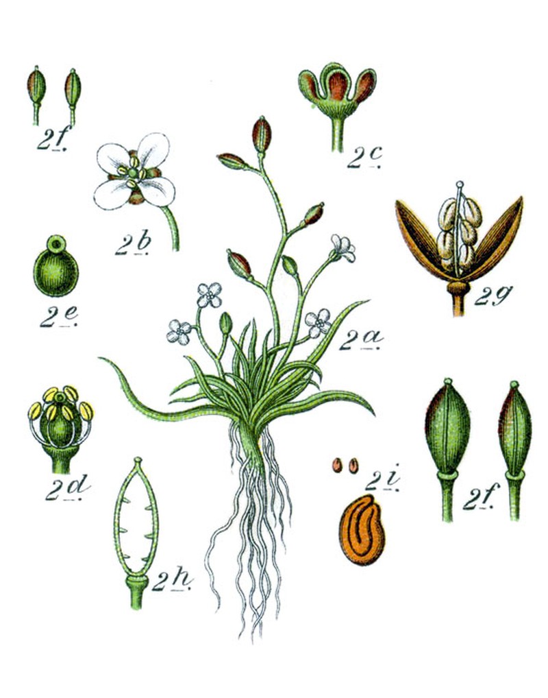 Waterawlwort