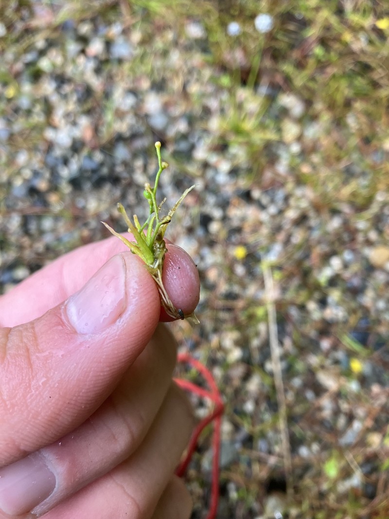 Subularia aquatica subsp. americana photo 2