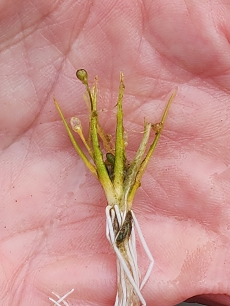 Subularia aquatica subsp. americana photo 3