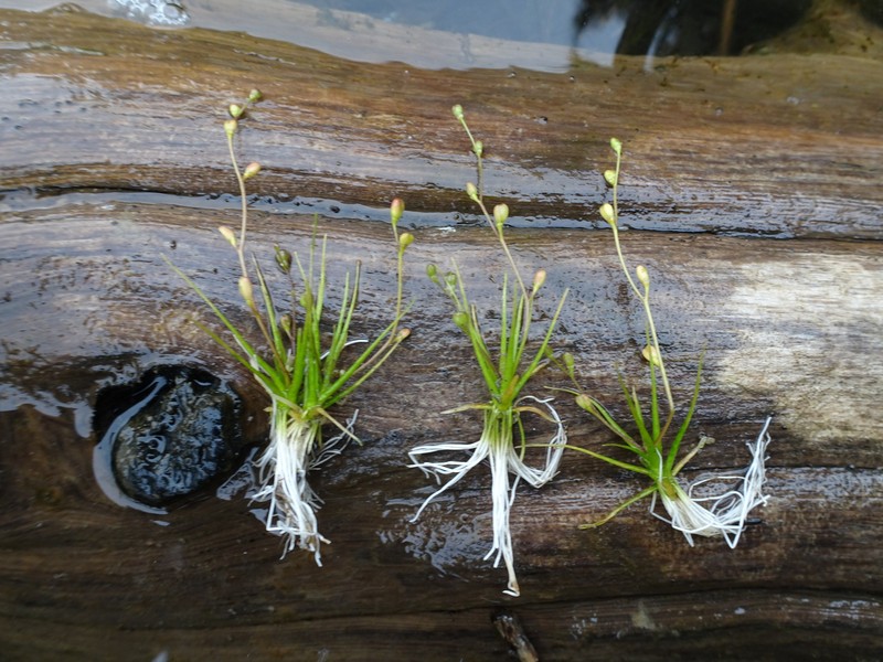 Subularia aquatica subsp. americana photo 5