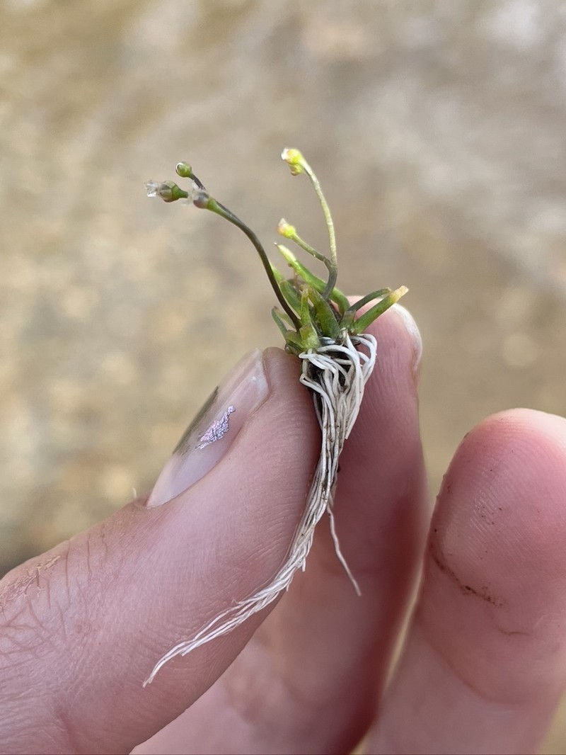 Subularia aquatica subsp. americana photo 6
