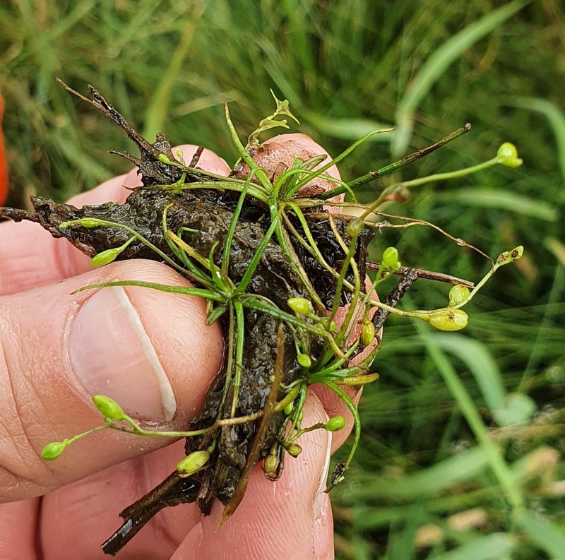Subularia aquatica subsp. aquatica