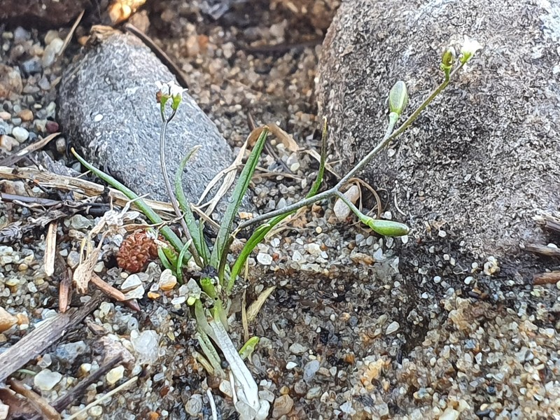 Subularia aquatica subsp. aquatica photo 2