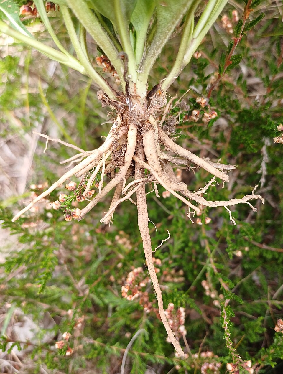 Devilsbit photo 6
