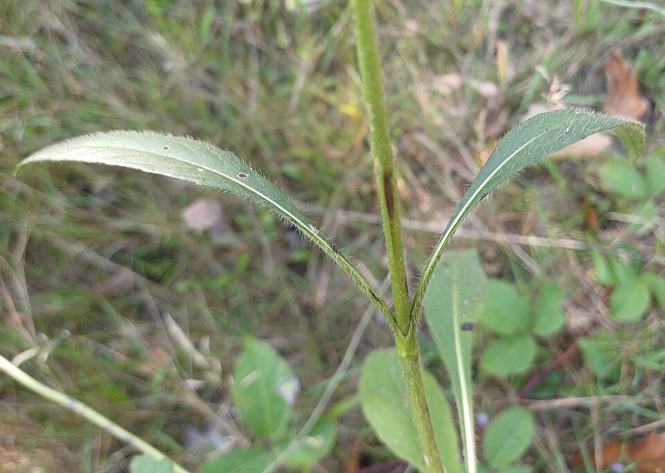 Devilsbit photo 8