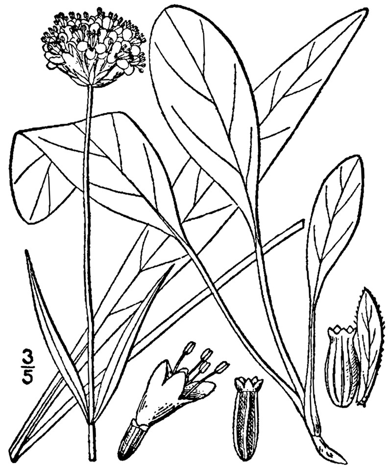 Southern Succisella photo 2