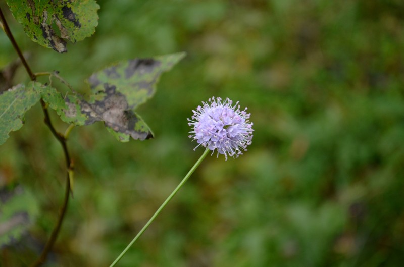 Southern Succisella photo 3