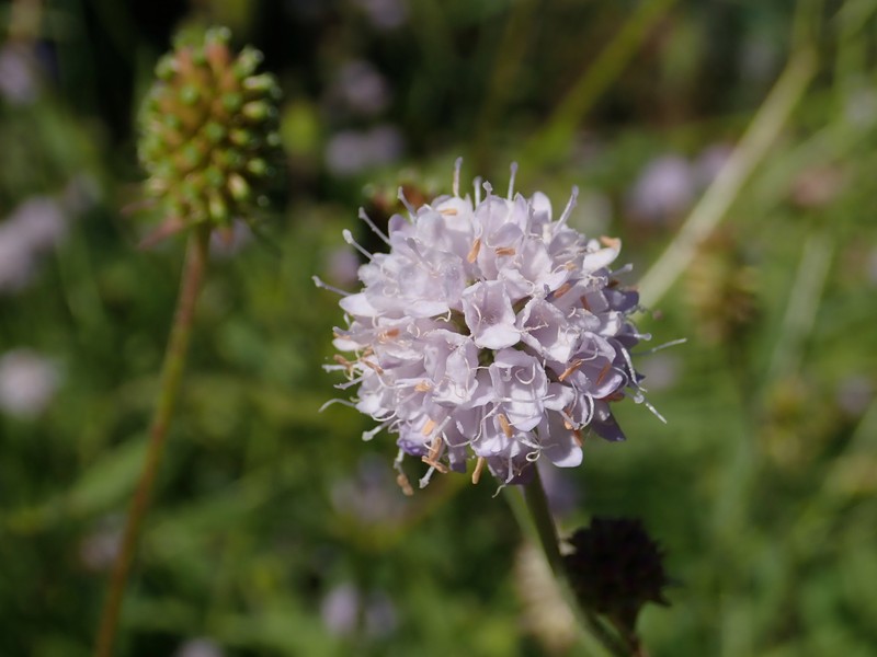 Southern Succisella photo 4