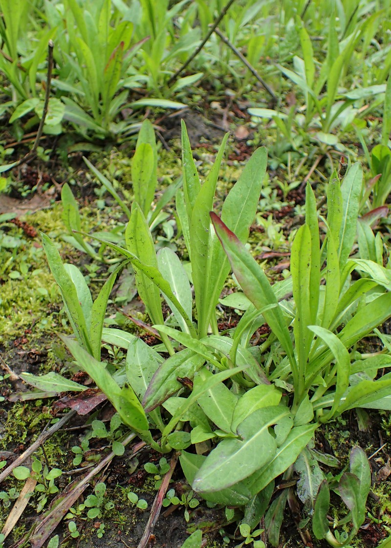 Southern Succisella photo 5
