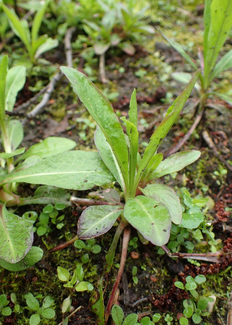 Southern Succisella photo 6