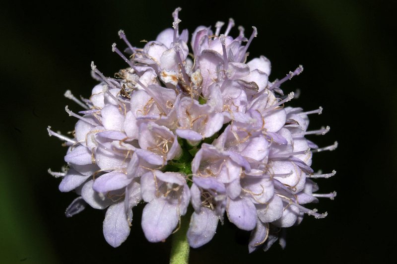 Southern Succisella photo 7