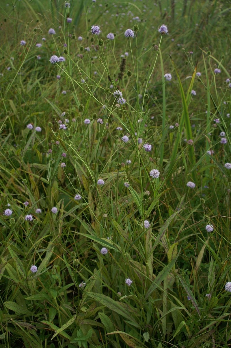 Southern Succisella photo 8