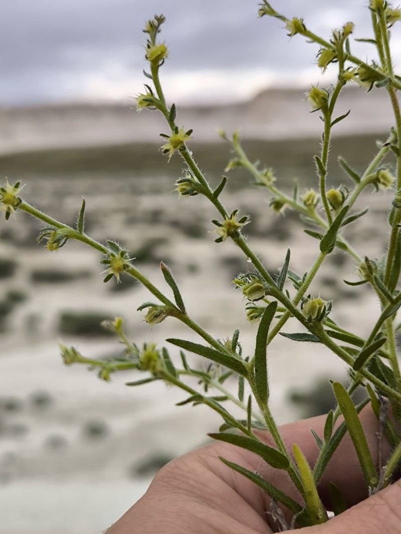 Suchtelenia subsessilis photo 2