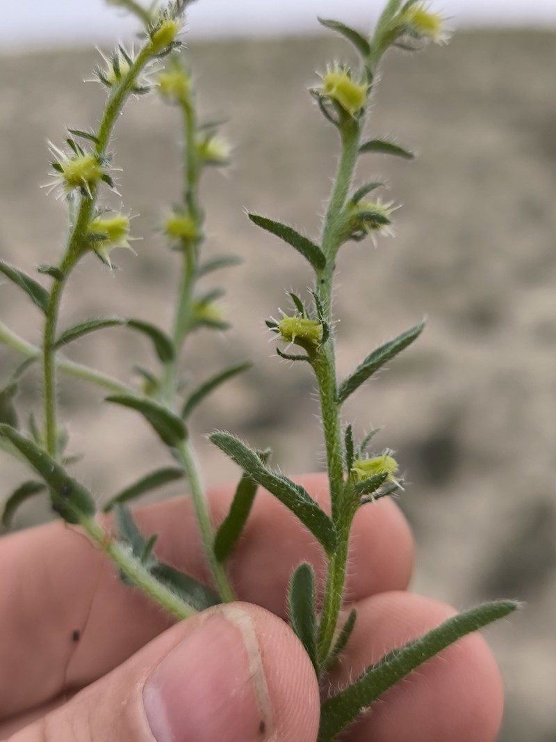 Suchtelenia subsessilis photo 3