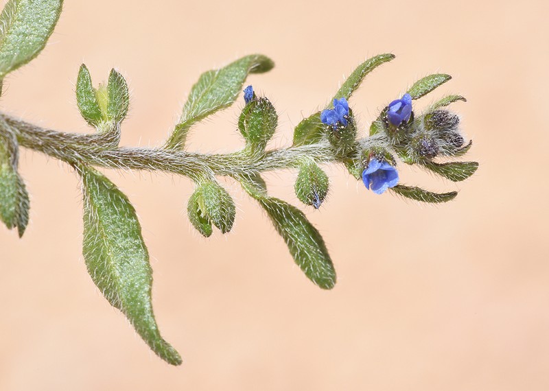 Suchtelenia subsessilis photo 4