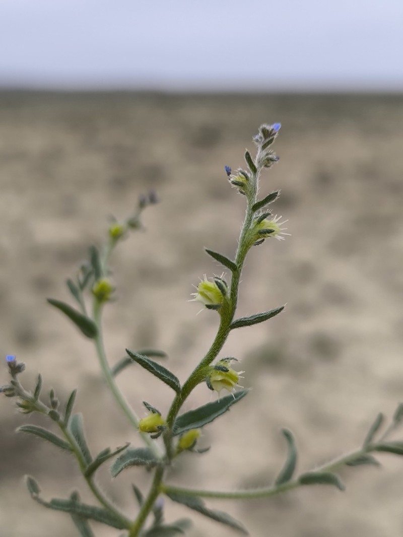 Suchtelenia subsessilis photo 5