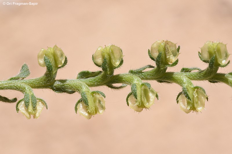 Suchtelenia subsessilis photo 6