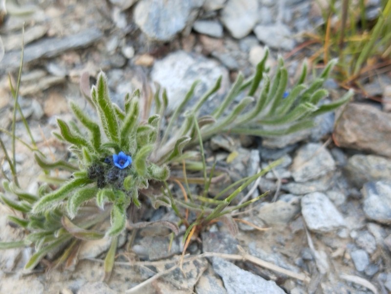 Suchtelenia subsessilis photo 7