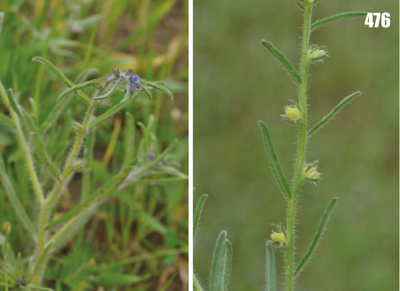 Suchtelenia subsessilis