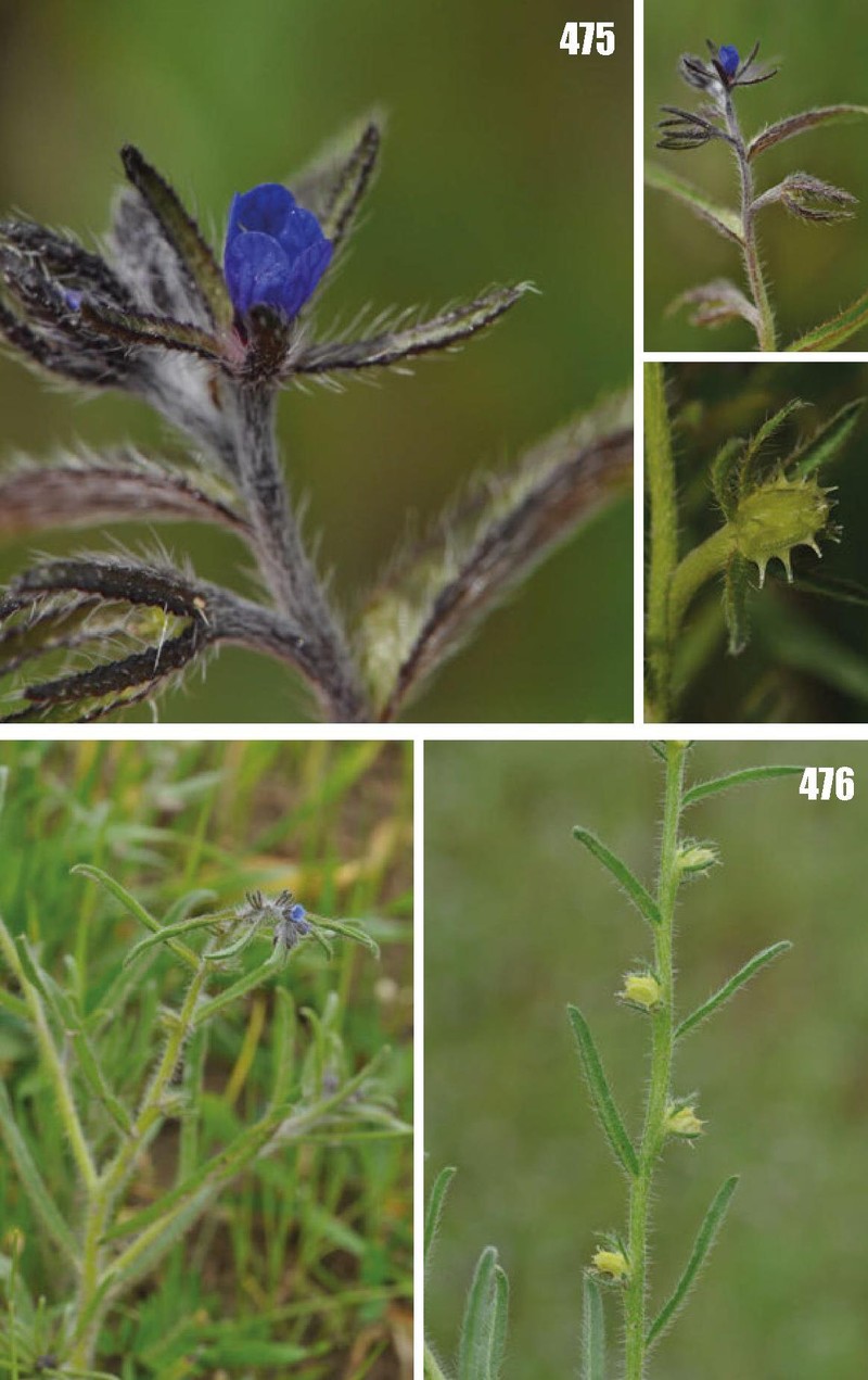 Suchtelenia subsessilis photo 8