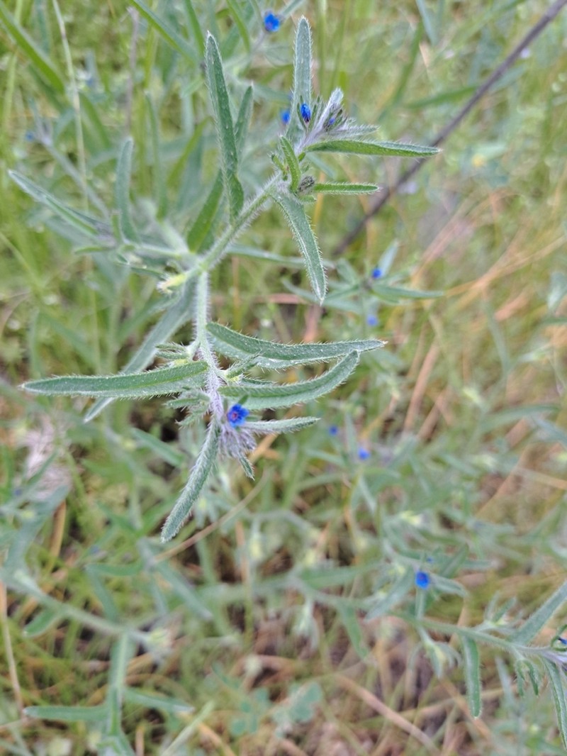 Suchtelenia szovitsiana