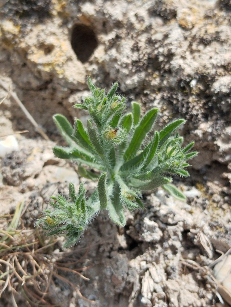 Suchtelenia szovitsiana photo 2