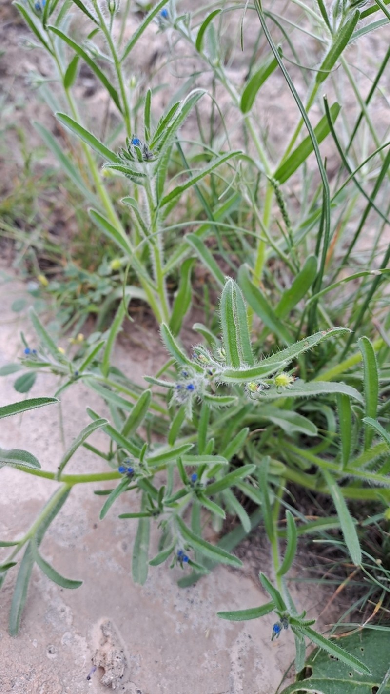 Suchtelenia szovitsiana photo 4
