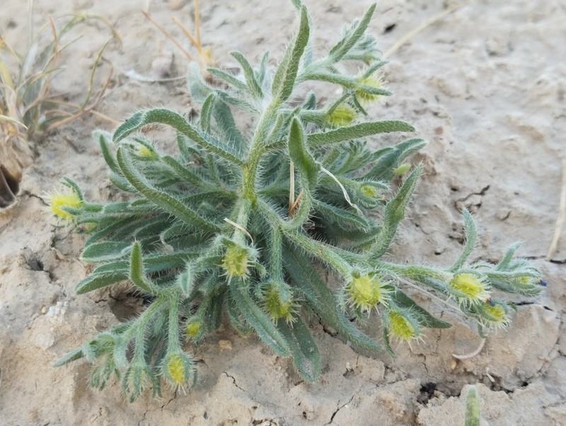 Suchtelenia szovitsiana photo 5