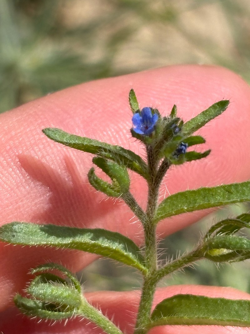 Suchtelenia szovitsiana photo 6