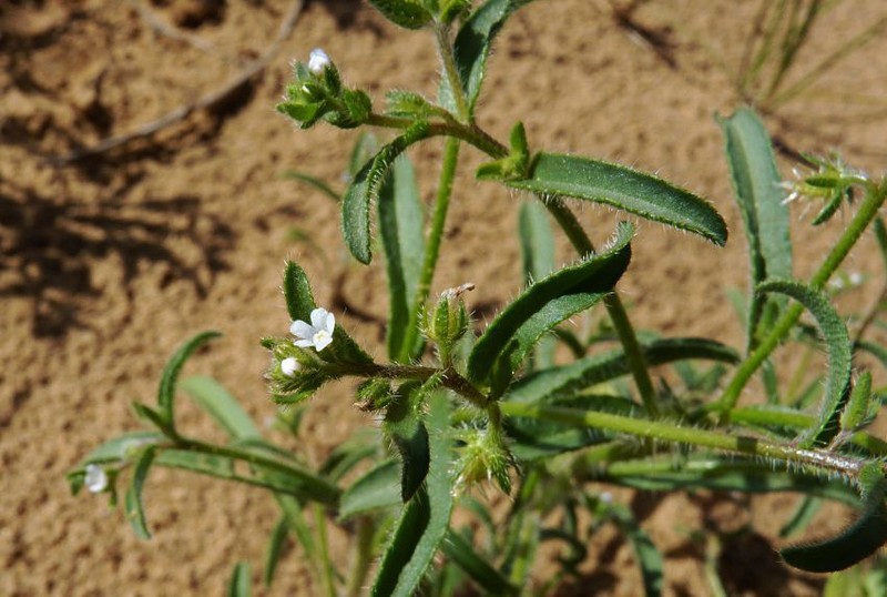 Suchtelenia szovitsiana photo 7