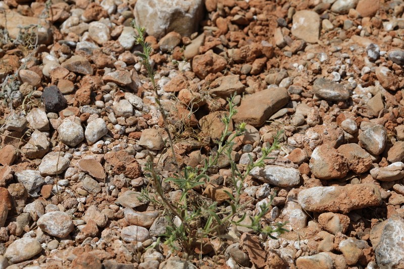Suchtelenia szovitsiana photo 8