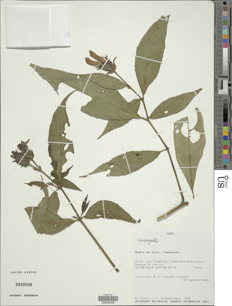 Suessenguthia vargasii var. vargasii