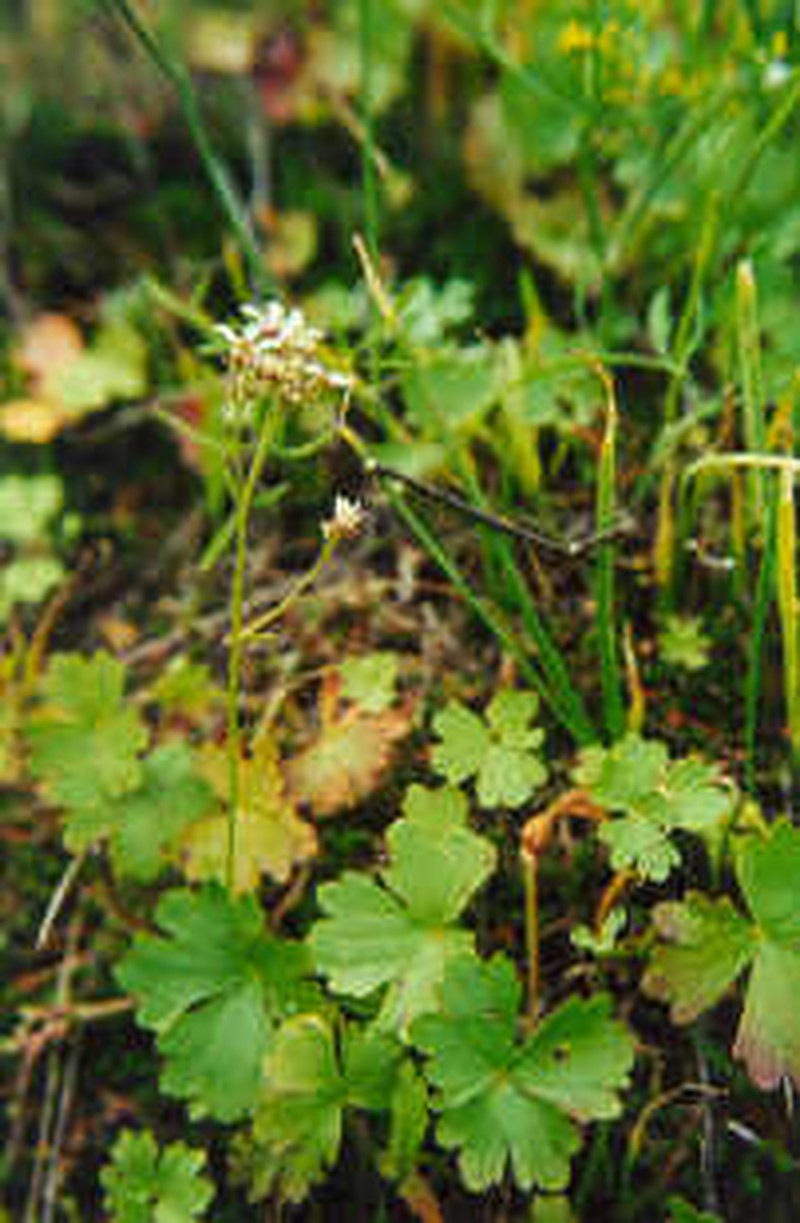 Buttercup Suksdorfia