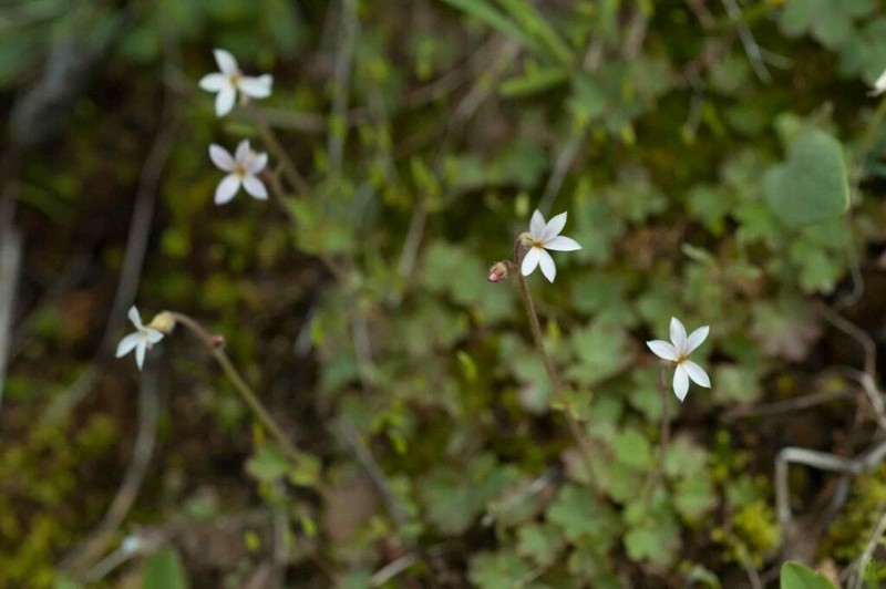 Violet Suksdorfia photo 3