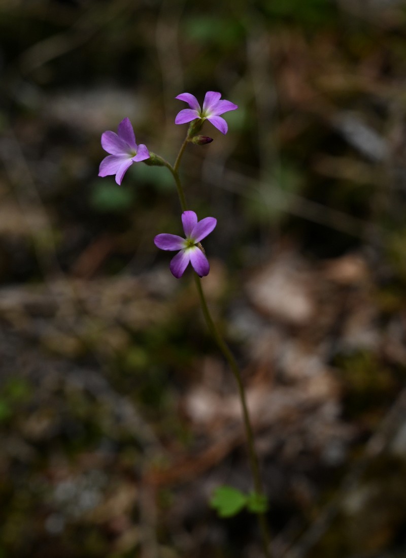 Violet Suksdorfia photo 4