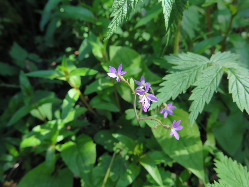 Violet Suksdorfia photo 5