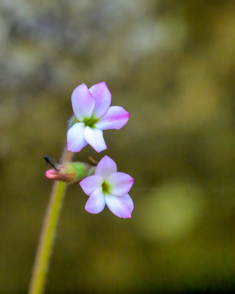 Violet Suksdorfia photo 6