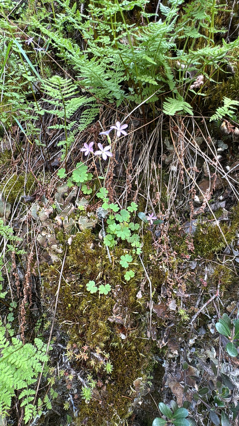 Violet Suksdorfia photo 7