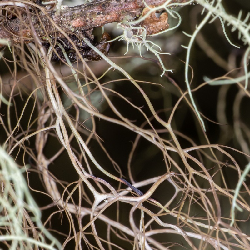 Sulcaria Lichen photo 2