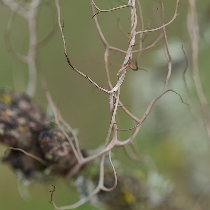 Sulcaria Lichen photo 3