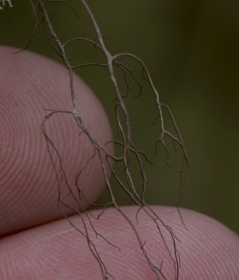 Sulcaria Lichen photo 4