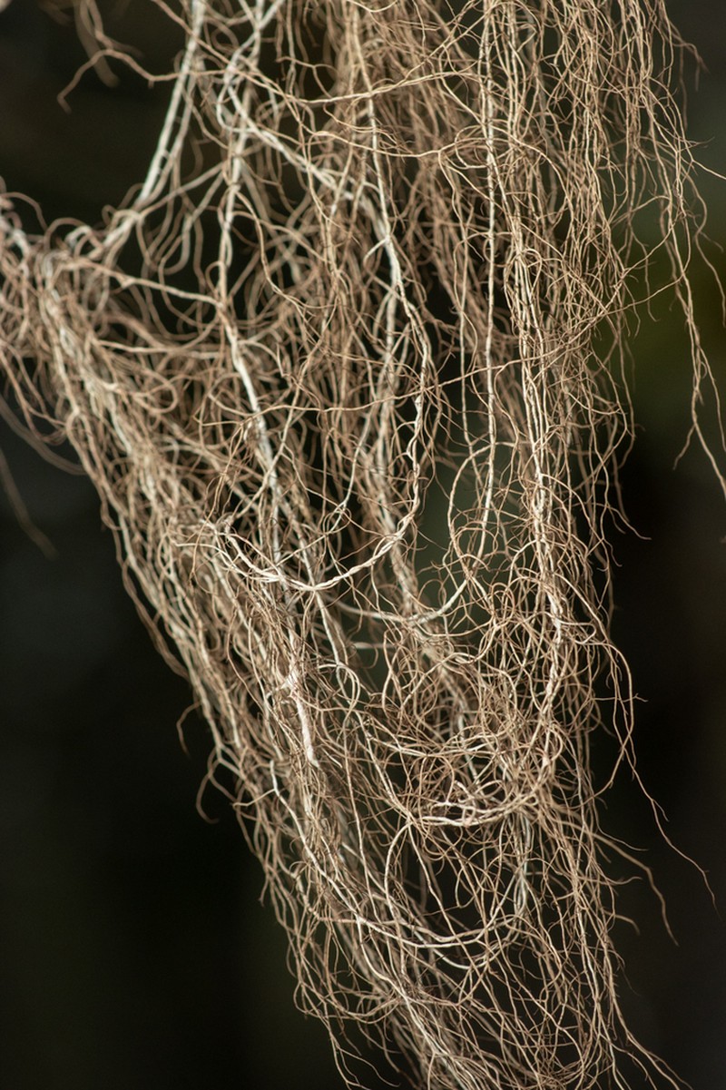 Sulcaria Lichen photo 5