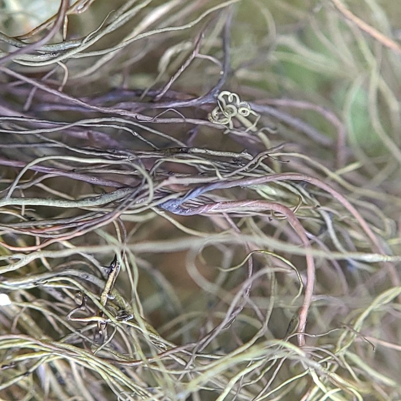 Sulcaria Lichen photo 6