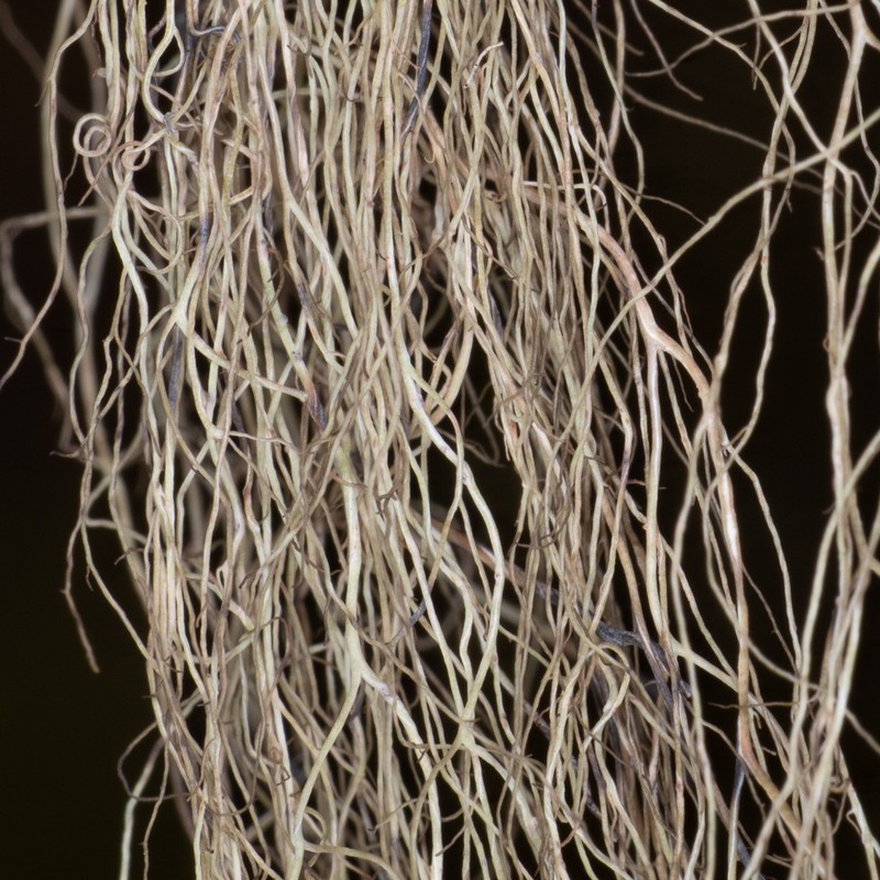 Sulcaria Lichen photo 7