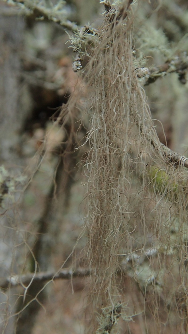 Sulcaria Lichen photo 8
