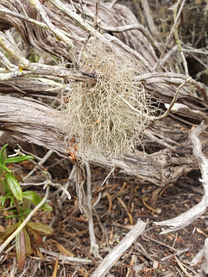 Sulcaria Lichen photo 2