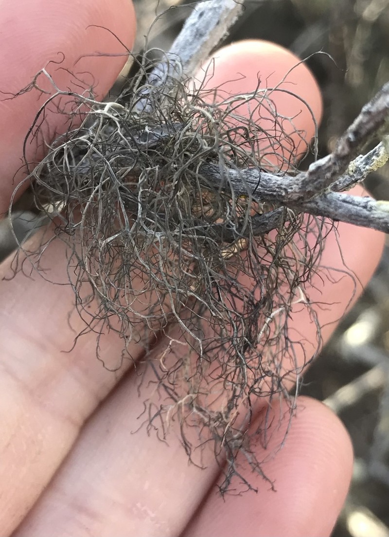 Sulcaria Lichen photo 3