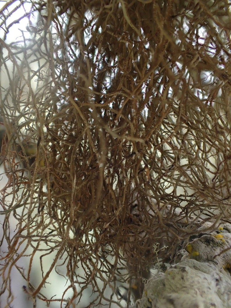 Sulcaria Lichen photo 4