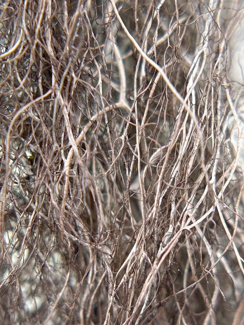 Sulcaria Lichen photo 5