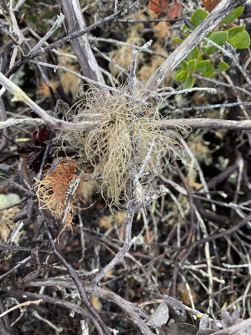 Sulcaria Lichen photo 6